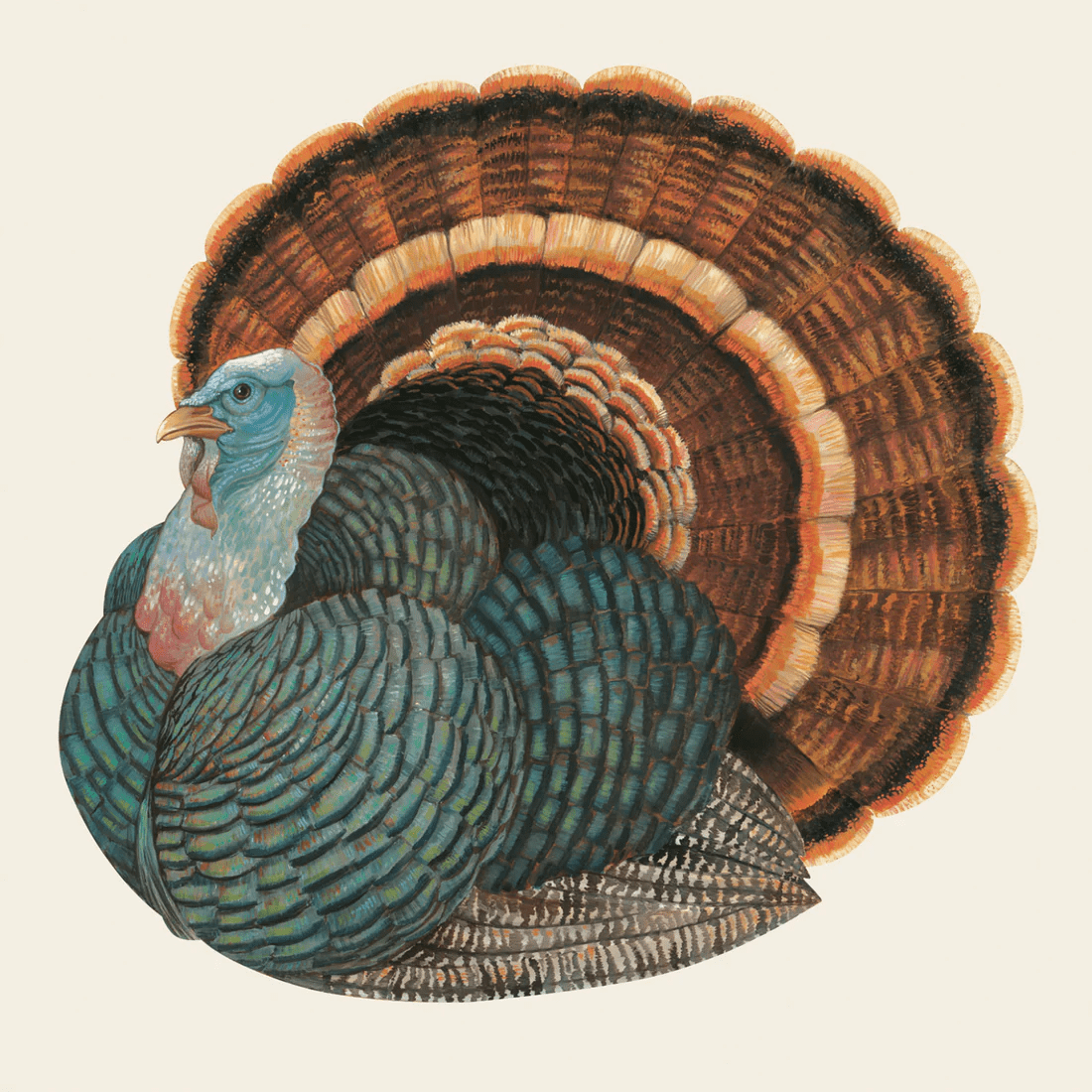 Heritage Turkey Cocktail Napkin | Hester & Cook | Iris Gifts & Décor